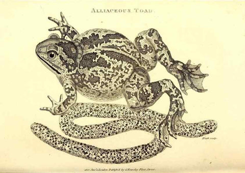 Reproducción/Reproduction 49826845561: General zoology, or Systematic natural history. London,Printed for G. Kearsley,1800-1826.. 