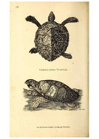 Reproducción/Reproduction 49827155142: General zoology, or Systematic natural history. London,Printed for G. Kearsley,1800-1826.. 