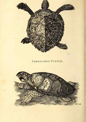 Reproducción/Reproduction 49827155142: General zoology, or Systematic natural history. London,Printed for G. Kearsley,1800-1826.. 