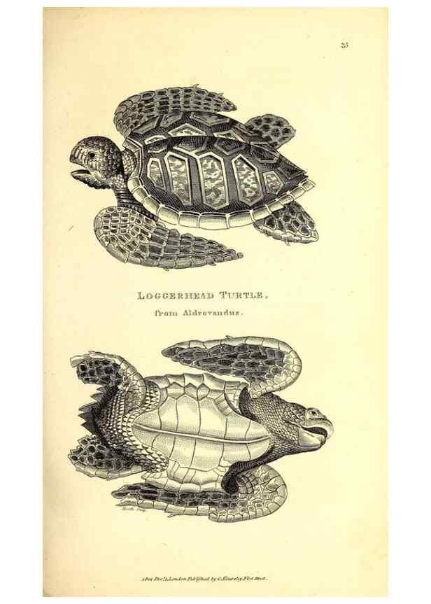 Reproducción/Reproduction 49826839716: General zoology, or Systematic natural history. London,Printed for G. Kearsley,1800-1826.. 