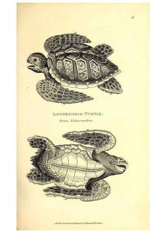 Reproducción/Reproduction 49826839716: General zoology, or Systematic natural history. London,Printed for G. Kearsley,1800-1826.. 
