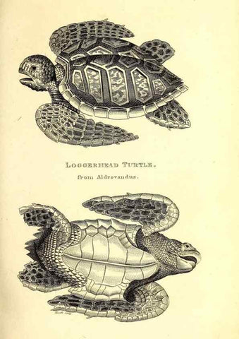 Reproducción/Reproduction 49826839716: General zoology, or Systematic natural history. London,Printed for G. Kearsley,1800-1826.. 