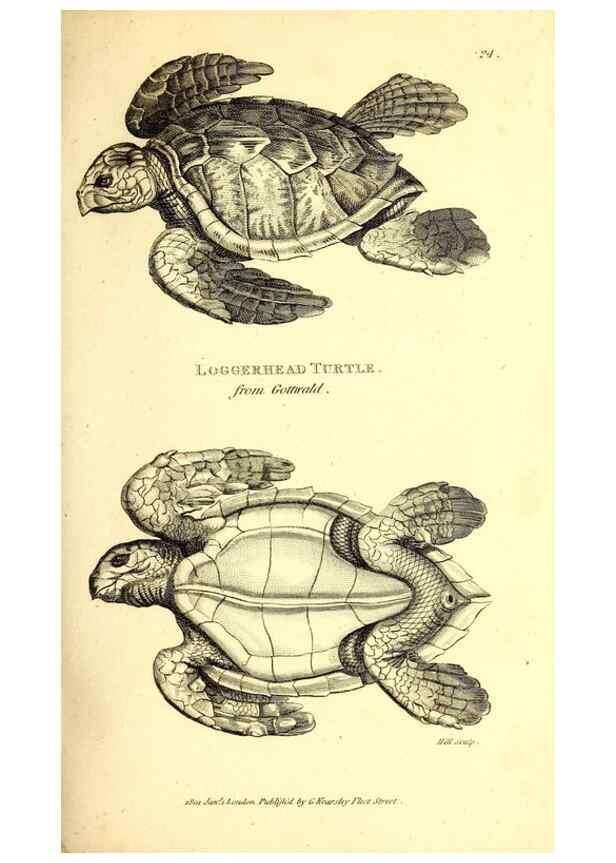 Reproducción/Reproduction 49826839246: General zoology, or Systematic natural history. London,Printed for G. Kearsley,1800-1826.. 