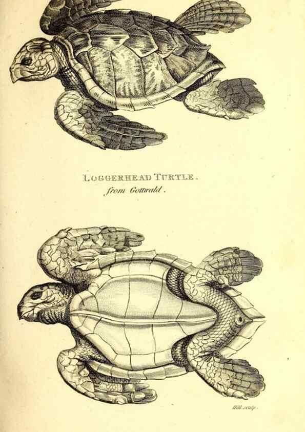 Reproducción/Reproduction 49826839246: General zoology, or Systematic natural history. London,Printed for G. Kearsley,1800-1826.. 