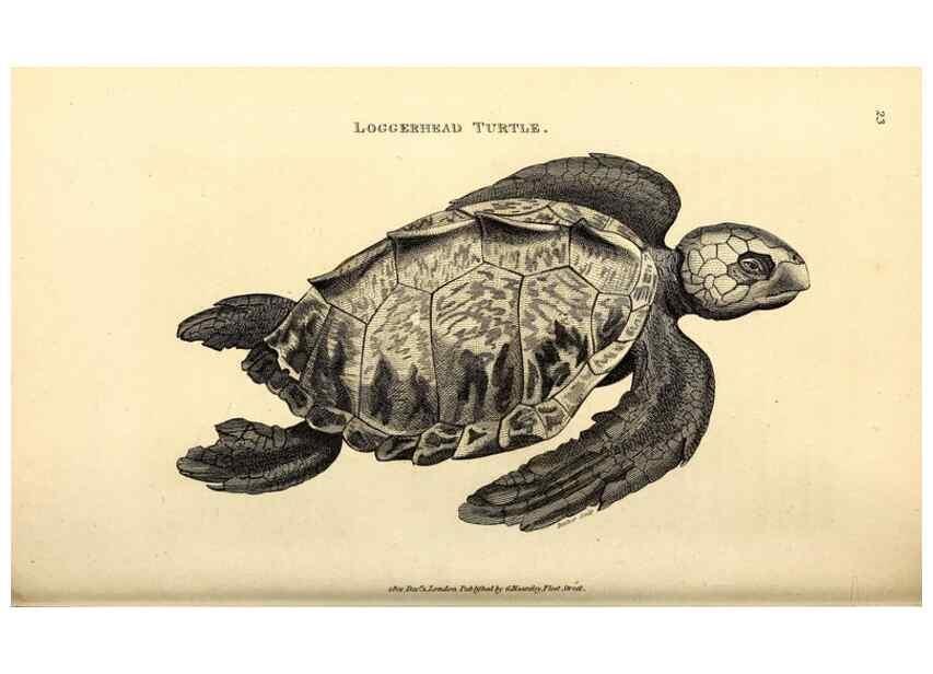 Reproducción/Reproduction 49826838946: General zoology, or Systematic natural history. London,Printed for G. Kearsley,1800-1826.. 