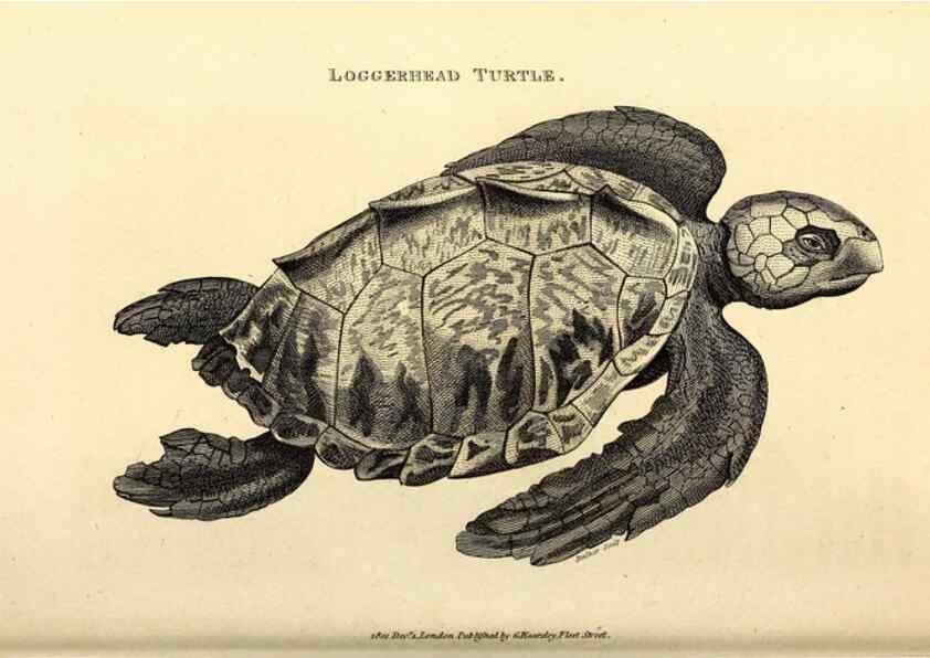 Reproducción/Reproduction 49826838946: General zoology, or Systematic natural history. London,Printed for G. Kearsley,1800-1826.. 