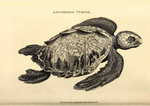 Reproducción/Reproduction 49826838946: General zoology, or Systematic natural history. London,Printed for G. Kearsley,1800-1826.. 