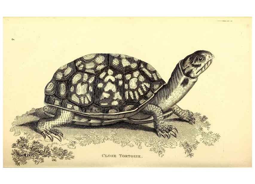 Reproducción/Reproduction 49827148582: General zoology, or Systematic natural history. London,Printed for G. Kearsley,1800-1826.. 