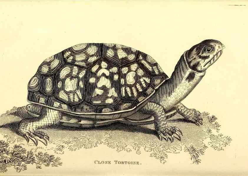 Reproducción/Reproduction 49827148582: General zoology, or Systematic natural history. London,Printed for G. Kearsley,1800-1826.. 