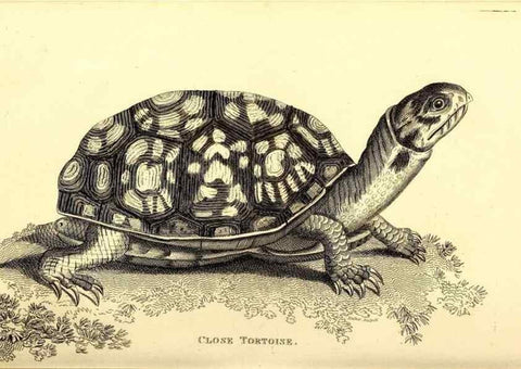 Reproducción/Reproduction 49827148582: General zoology, or Systematic natural history. London,Printed for G. Kearsley,1800-1826.. 