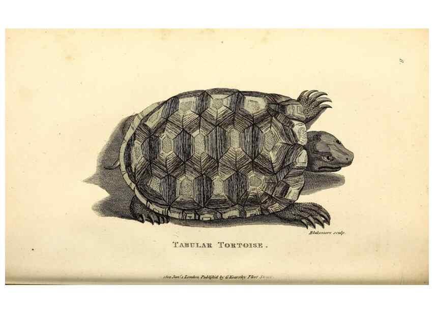 Reproducción/Reproduction 49826300168: General zoology, or Systematic natural history. London,Printed for G. Kearsley,1800-1826.. 