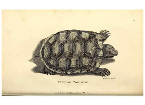 Reproducción/Reproduction 49826300168: General zoology, or Systematic natural history. London,Printed for G. Kearsley,1800-1826.. 