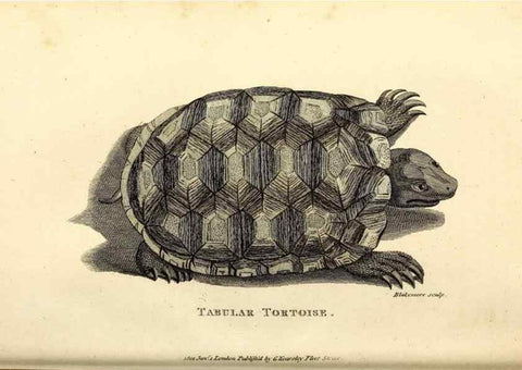 Reproducción/Reproduction 49826300168: General zoology, or Systematic natural history. London,Printed for G. Kearsley,1800-1826.. 