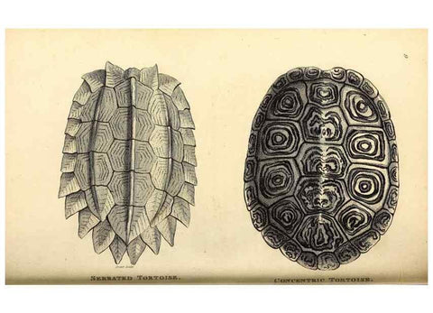 Reproducción/Reproduction 49827149157: General zoology, or Systematic natural history. London,Printed for G. Kearsley,1800-1826.. 