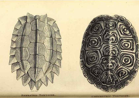 Reproducción/Reproduction 49827149157: General zoology, or Systematic natural history. London,Printed for G. Kearsley,1800-1826.. 
