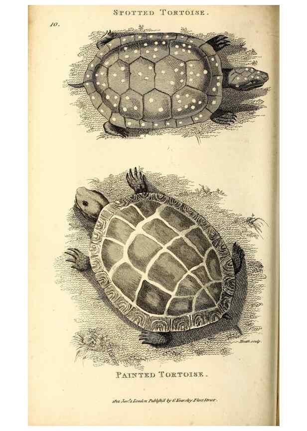 Reproducción/Reproduction 49826300803: General zoology, or Systematic natural history. London,Printed for G. Kearsley,1800-1826.. 