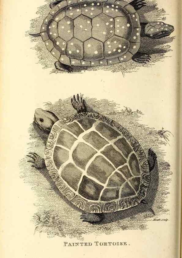 Reproducción/Reproduction 49826300803: General zoology, or Systematic natural history. London,Printed for G. Kearsley,1800-1826.. 