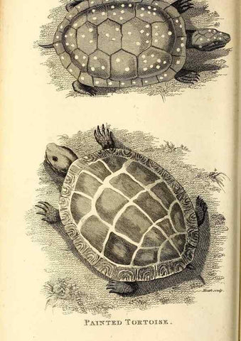 Reproducción/Reproduction 49826300803: General zoology, or Systematic natural history. London,Printed for G. Kearsley,1800-1826.. 