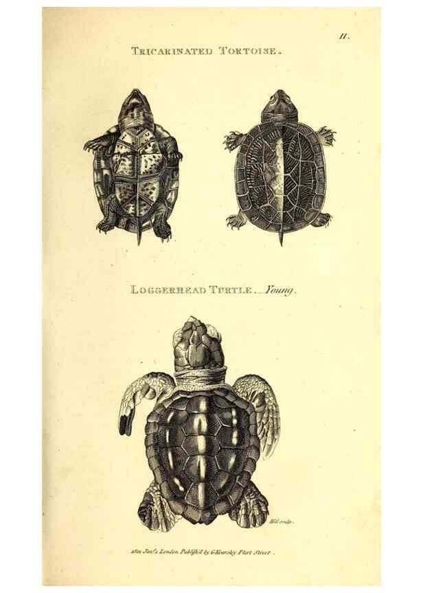 Reproducción/Reproduction 49826301033: General zoology, or Systematic natural history. London,Printed for G. Kearsley,1800-1826.. 