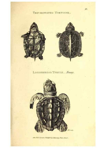 Reproducción/Reproduction 49826301033: General zoology, or Systematic natural history. London,Printed for G. Kearsley,1800-1826.. 