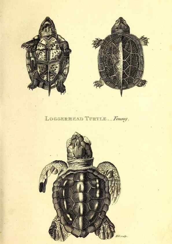 Reproducción/Reproduction 49826301033: General zoology, or Systematic natural history. London,Printed for G. Kearsley,1800-1826.. 