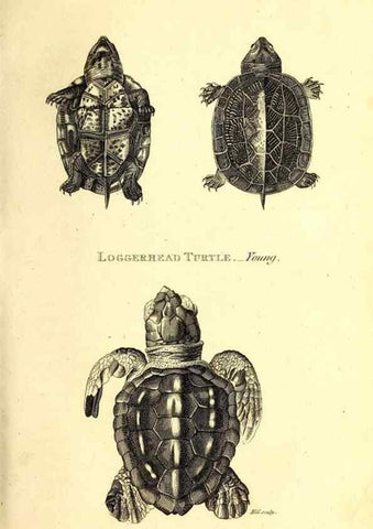 Reproducción/Reproduction 49826301033: General zoology, or Systematic natural history. London,Printed for G. Kearsley,1800-1826.. 