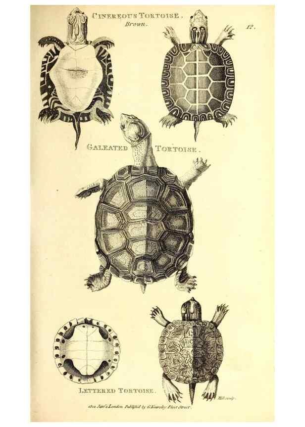 Reproducción/Reproduction 49826835051: General zoology, or Systematic natural history. London,Printed for G. Kearsley,1800-1826.. 