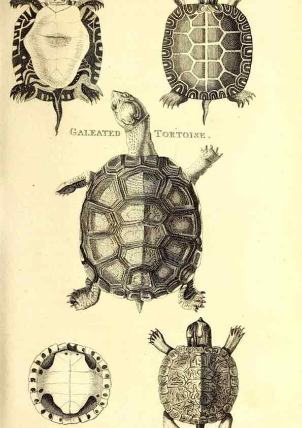 Reproducción/Reproduction 49826835051: General zoology, or Systematic natural history. London,Printed for G. Kearsley,1800-1826.. 