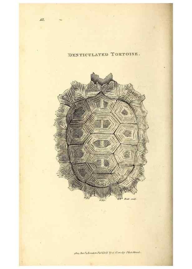 Reproducción/Reproduction 49826835441: General zoology, or Systematic natural history. London,Printed for G. Kearsley,1800-1826.. 