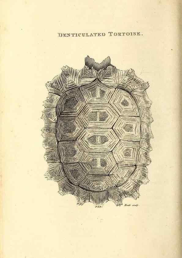 Reproducción/Reproduction 49826835441: General zoology, or Systematic natural history. London,Printed for G. Kearsley,1800-1826.. 