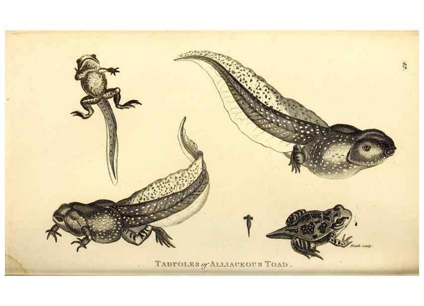 Reproducción/Reproduction 49827160852: General zoology, or Systematic natural history. London,Printed for G. Kearsley,1800-1826.. 