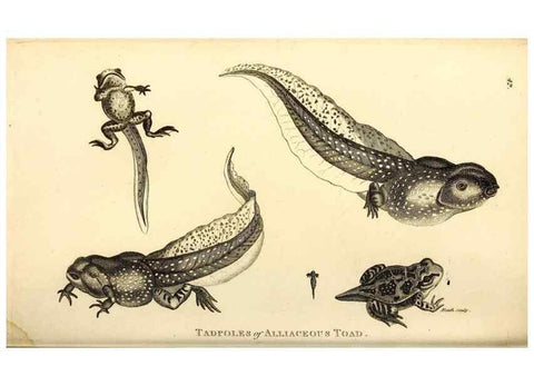 Reproducción/Reproduction 49827160852: General zoology, or Systematic natural history. London,Printed for G. Kearsley,1800-1826.. 