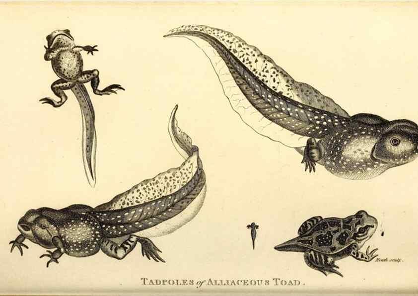 Reproducción/Reproduction 49827160852: General zoology, or Systematic natural history. London,Printed for G. Kearsley,1800-1826.. 