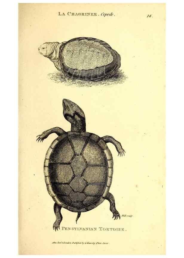 Reproducción/Reproduction 49827150787: General zoology, or Systematic natural history. London,Printed for G. Kearsley,1800-1826.. 