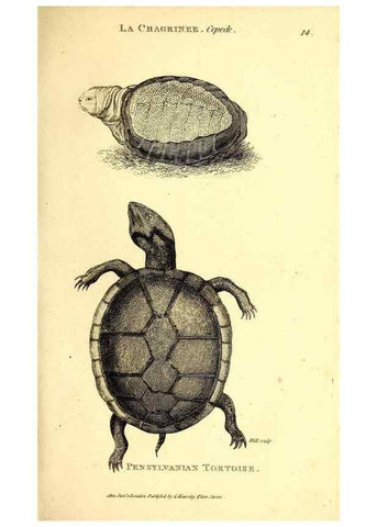 Reproducción/Reproduction 49827150787: General zoology, or Systematic natural history. London,Printed for G. Kearsley,1800-1826.. 