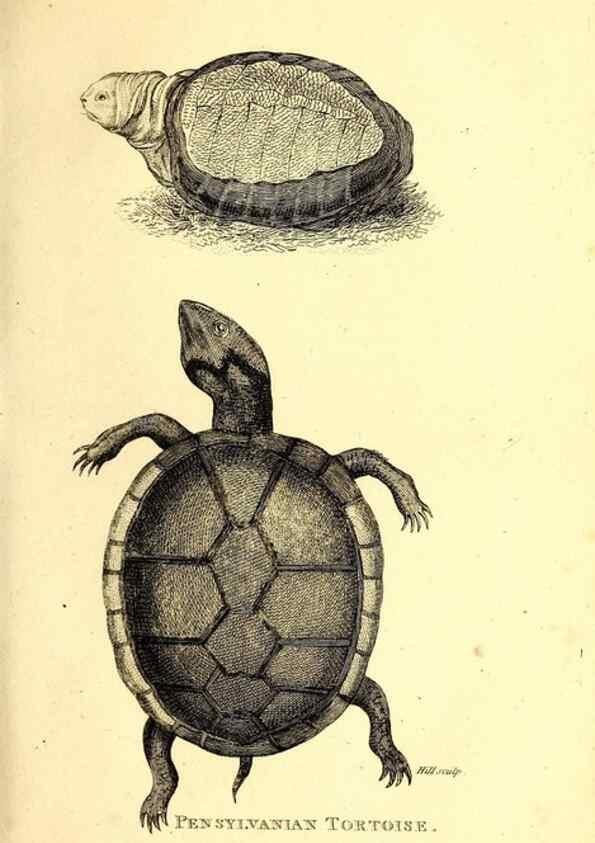 Reproducción/Reproduction 49827150787: General zoology, or Systematic natural history. London,Printed for G. Kearsley,1800-1826.. 