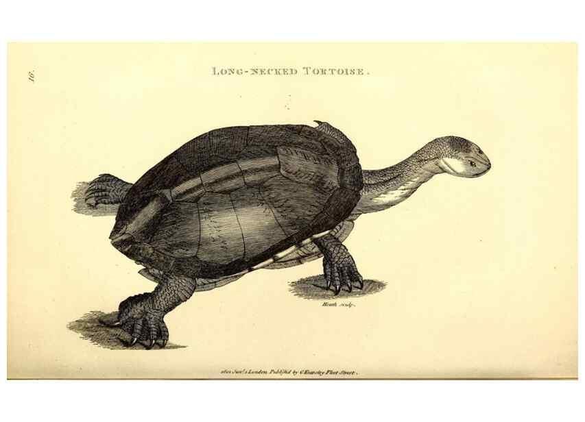 Reproducción/Reproduction 49826302913: General zoology, or Systematic natural history. London,Printed for G. Kearsley,1800-1826.. 