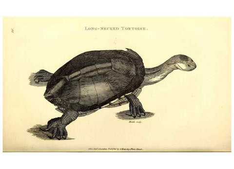 Reproducción/Reproduction 49826302913: General zoology, or Systematic natural history. London,Printed for G. Kearsley,1800-1826.. 