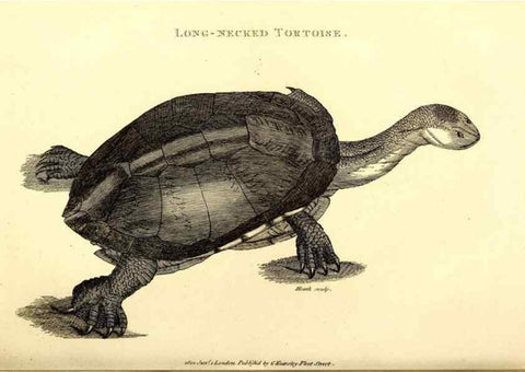 Reproducción/Reproduction 49826302913: General zoology, or Systematic natural history. London,Printed for G. Kearsley,1800-1826.. 