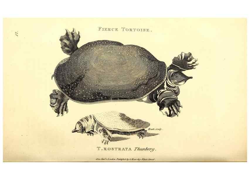Reproducción/Reproduction 49826836906: General zoology, or Systematic natural history. London,Printed for G. Kearsley,1800-1826.. 