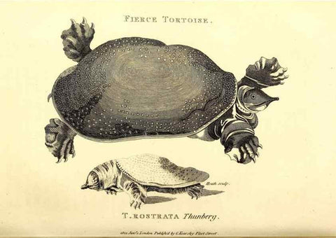 Reproducción/Reproduction 49826836906: General zoology, or Systematic natural history. London,Printed for G. Kearsley,1800-1826.. 