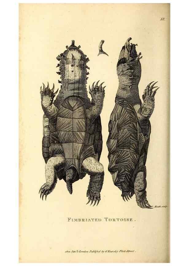 Reproducción/Reproduction 49827152307: General zoology, or Systematic natural history. London,Printed for G. Kearsley,1800-1826.. 