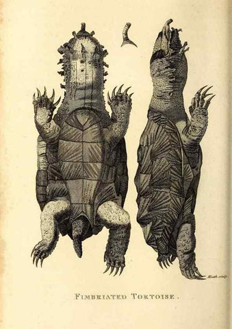Reproducción/Reproduction 49827152307: General zoology, or Systematic natural history. London,Printed for G. Kearsley,1800-1826.. 