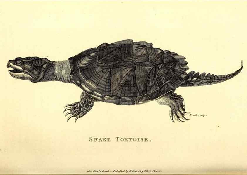 Reproducción/Reproduction 49827152642: General zoology, or Systematic natural history. London,Printed for G. Kearsley,1800-1826.. 
