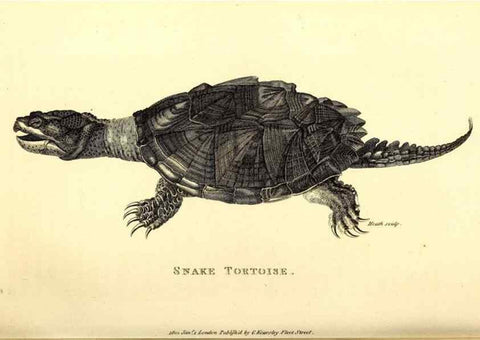 Reproducción/Reproduction 49827152642: General zoology, or Systematic natural history. London,Printed for G. Kearsley,1800-1826.. 