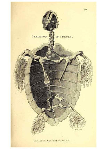 Reproducción/Reproduction 49827152907: General zoology, or Systematic natural history. London,Printed for G. Kearsley,1800-1826.. 