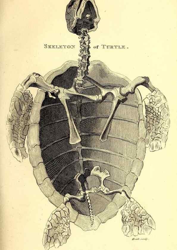 Reproducción/Reproduction 49827152907: General zoology, or Systematic natural history. London,Printed for G. Kearsley,1800-1826.. 