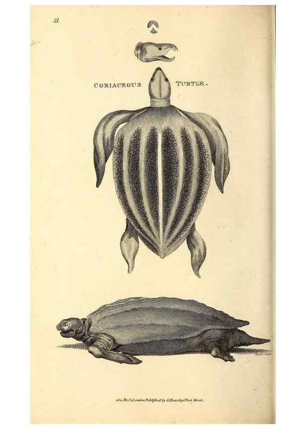 Reproducción/Reproduction 49826304643: General zoology, or Systematic natural history. London,Printed for G. Kearsley,1800-1826.. 