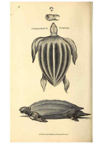Reproducción/Reproduction 49826304643: General zoology, or Systematic natural history. London,Printed for G. Kearsley,1800-1826.. 