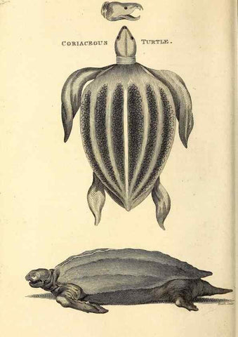 Reproducción/Reproduction 49826304643: General zoology, or Systematic natural history. London,Printed for G. Kearsley,1800-1826.. 